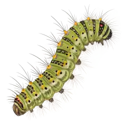 Imagen PNG para descargar